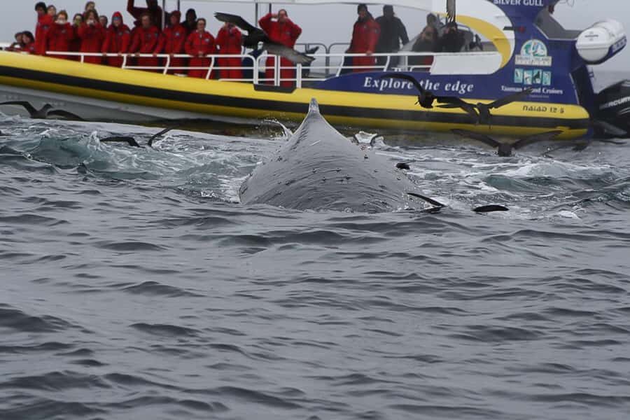 Hobart: Bruny Island Wilderness Coast Eco Cruise with Lunch - Key things to know before you go