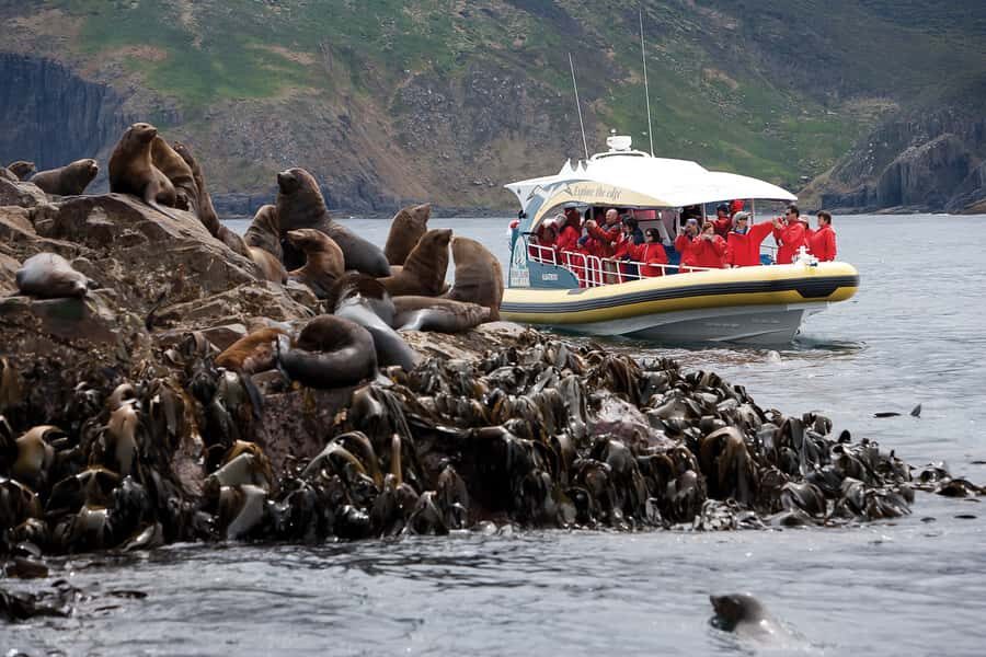 Hobart: Bruny Island Wilderness Coast Eco Cruise with Lunch - Ferry crossings and morning tea: fuel before the cold wind