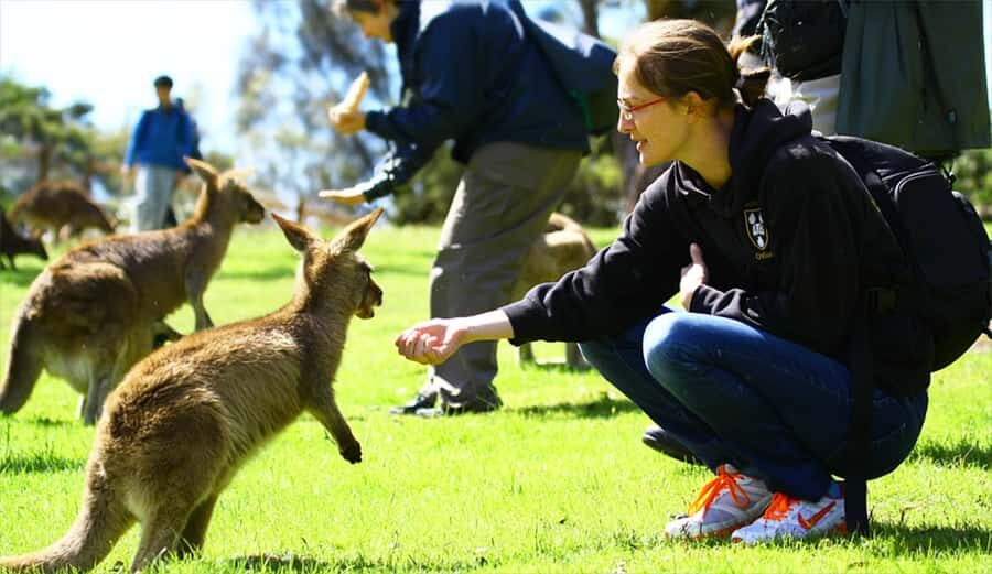 Hobart: Full-Day Bonorong Wildlife Sanctuary & Richmond Tour - Key Points to Know Before You Go