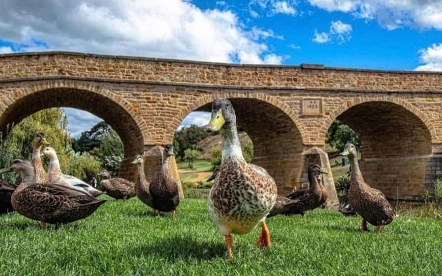 Hobart: Full-Day Bonorong Wildlife Sanctuary & Richmond Tour - Should you book the Hobart Bonorong Wildlife Sanctuary and Richmond tour?