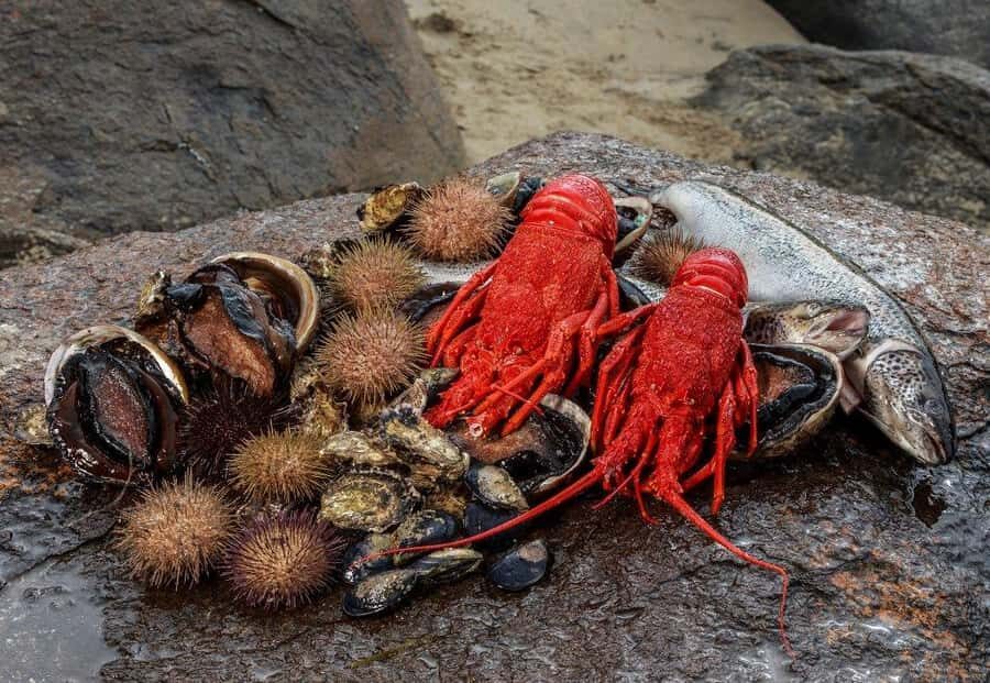 Hobart: Full-Day Tasmania Gourmet Seafood Cruise - Oysters First: The Best Way to Start a Briny Day