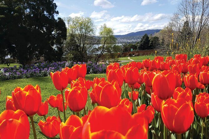 Hobart Half-Day Sightseeing City Tour - The Tram-Bus Idea vs What You Might See on the Day