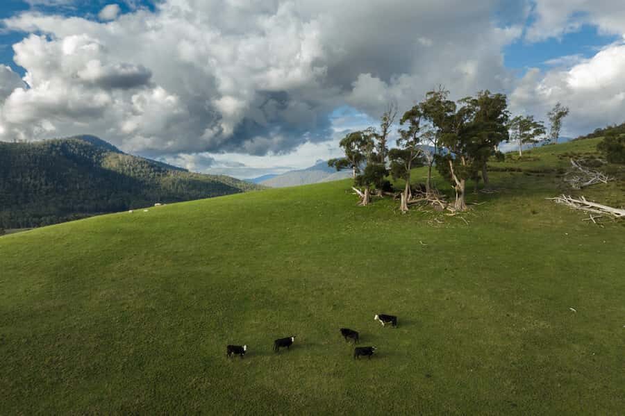 Hobart: Hastings Cave, Tahune Airwalk and Huon Tasting Trail - Wildlife chances in the Hastings Caves State Reserve