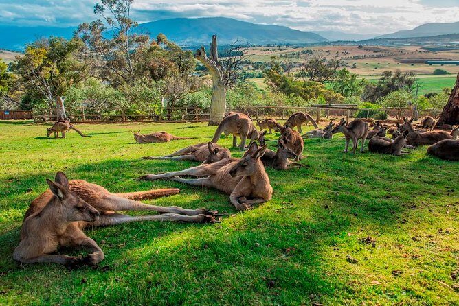 Hobart Highlights Day Tour - A Day Built Around Hobart’s Big View