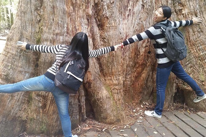 Hobart: Mt. Field, Mt Wellington & Wildlife - Active Day Tour - Why this Hobart day tour makes sense (and saves your energy)