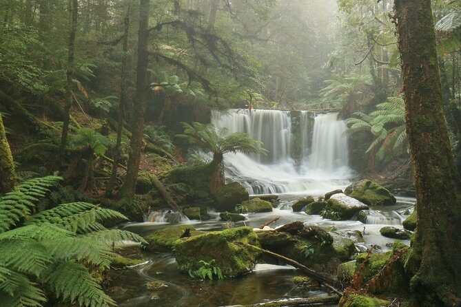 Hobart: Mt. Field, Mt Wellington & Wildlife - Active Day Tour - Price and value: is $132.69 a good deal?