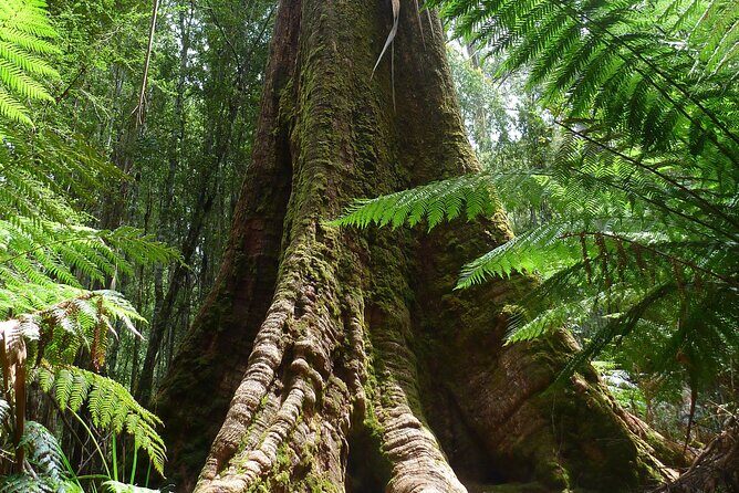 Hobart: Mt. Field, Mt Wellington & Wildlife - Active Day Tour - Walking level, group size, and what to wear