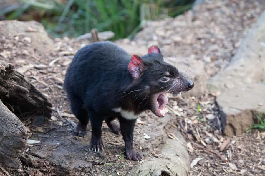 Hobart: Mt Field National Park & Wildlife Shore Excursion - Key takeaways before you go