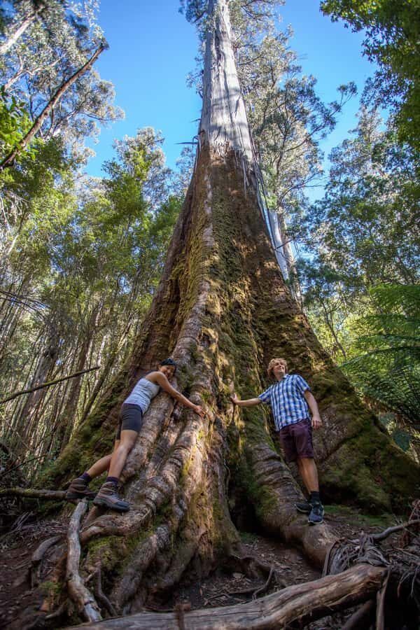 Hobart: Mt Field National Park & Wildlife Shore Excursion - Should you book this Hobart Mt Field and Bonorong tour?