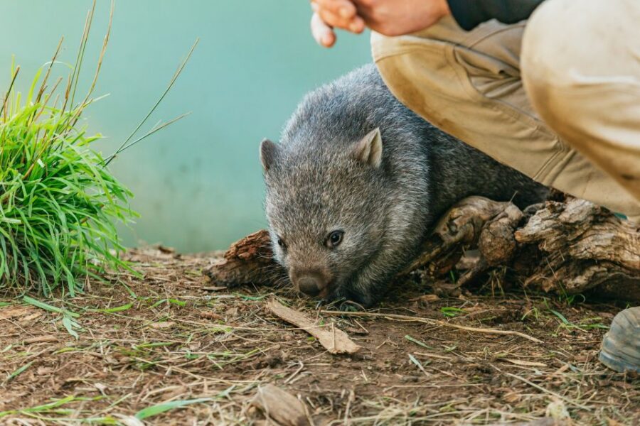 Hobart: Mt Wellington, Mt Field, Bonorong and Richmond Trip - Who this trip is best for