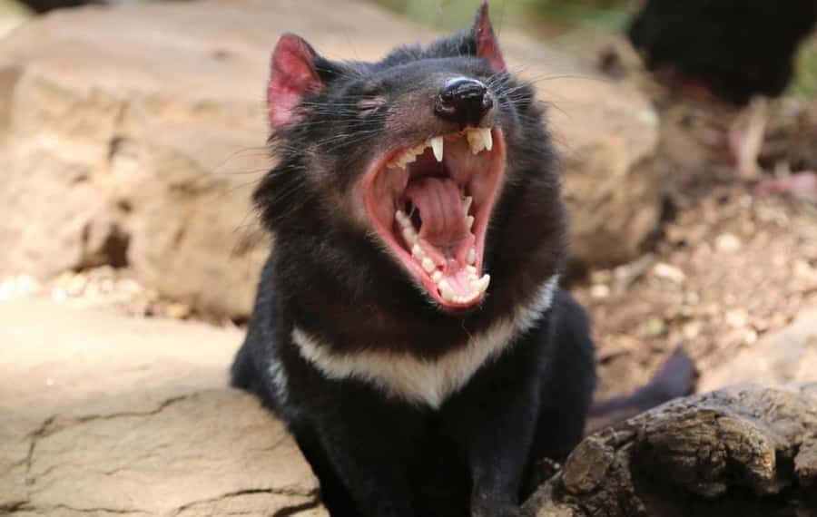 Hobart: Mt Wellington, Richmond, & Bonorong Wildlife Tour - Who should book this Hobart tour (and who might skip it)