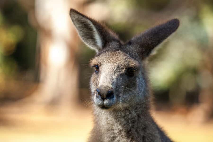 Hobart: Port Arthur, Richmond & Tassie Devil - Active Tour - Price and value: what $138 includes, and what you still need to budget