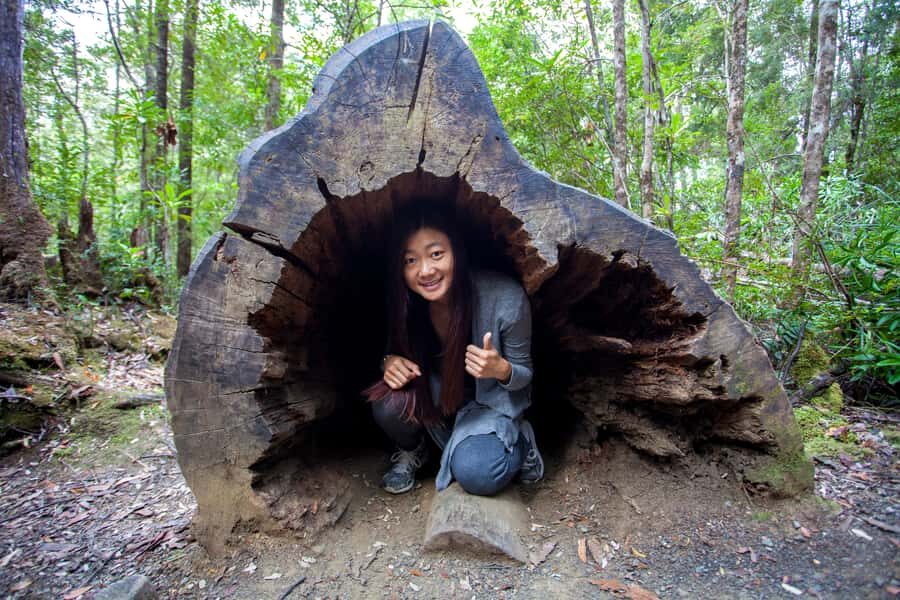 Hobart: Tahune Airwalk & Hastings Caves - Active Day Tour - Tahune Airwalk: walking among treetops 50 metres up