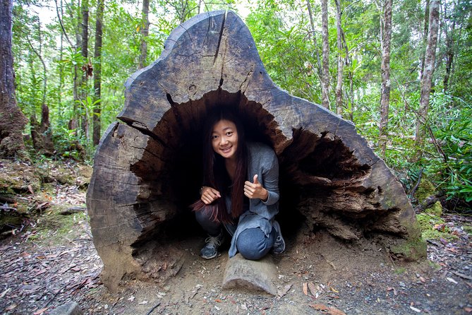 Hobart: Tahune Airwalk, Hastings Caves & Thermal Springs Pool - Swinging bridges and Huon Pine Walk: small steps, serious scenery