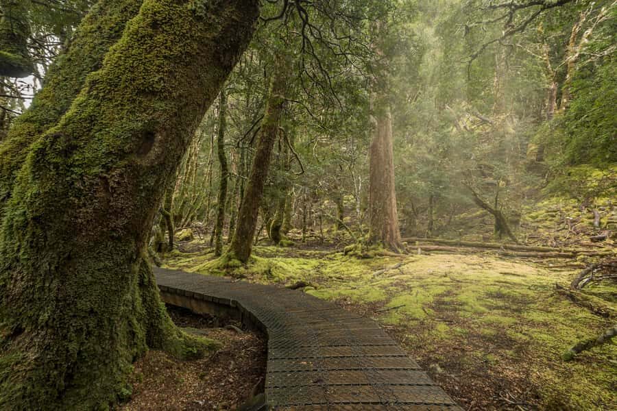 Hobart to Cradle Mountain to Launceston - Why this Hobart–Cradle Mountain day tour makes sense