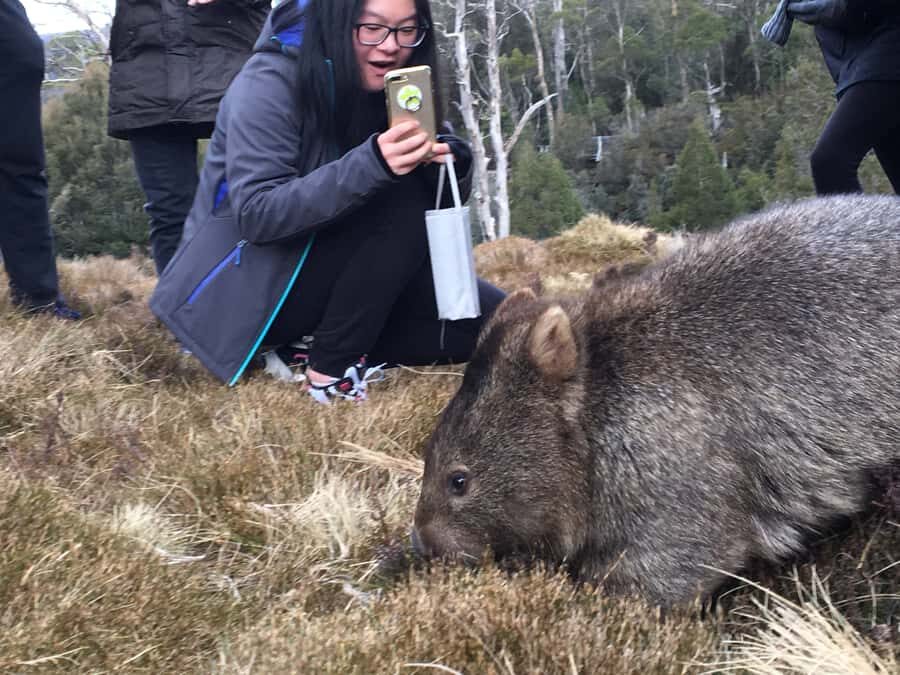 Hobart to Cradle Mountain to Launceston - Cradle Mountain first stop: Dove Lake and your walking options