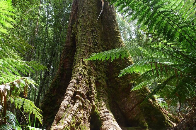 Hobart: Waterfalls, Wilderness & Wildlife - Active Day Tour - Russell Falls: an easy win with a famous 3-tier drop
