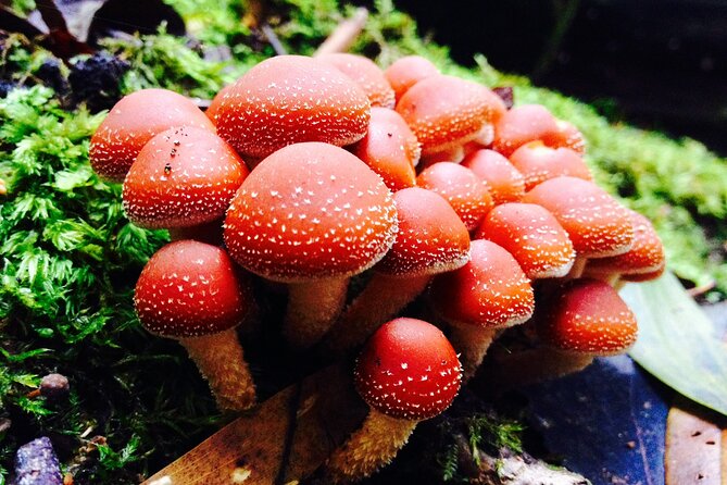 Hobart: Waterfalls, Wilderness & Wildlife - Active Day Tour - The Tall Trees Track: Swamp Gums and a big dose of height