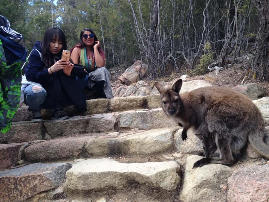 Hobart: Wineglass Bay & Freycinet Active Day Tour - Price and Value: Is $109 a Fair Deal?