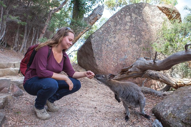 Hobart: Wineglass Bay & Freycinet National Park - Active Day Tour - Price and value: what $118.35 covers (and what it doesn’t)