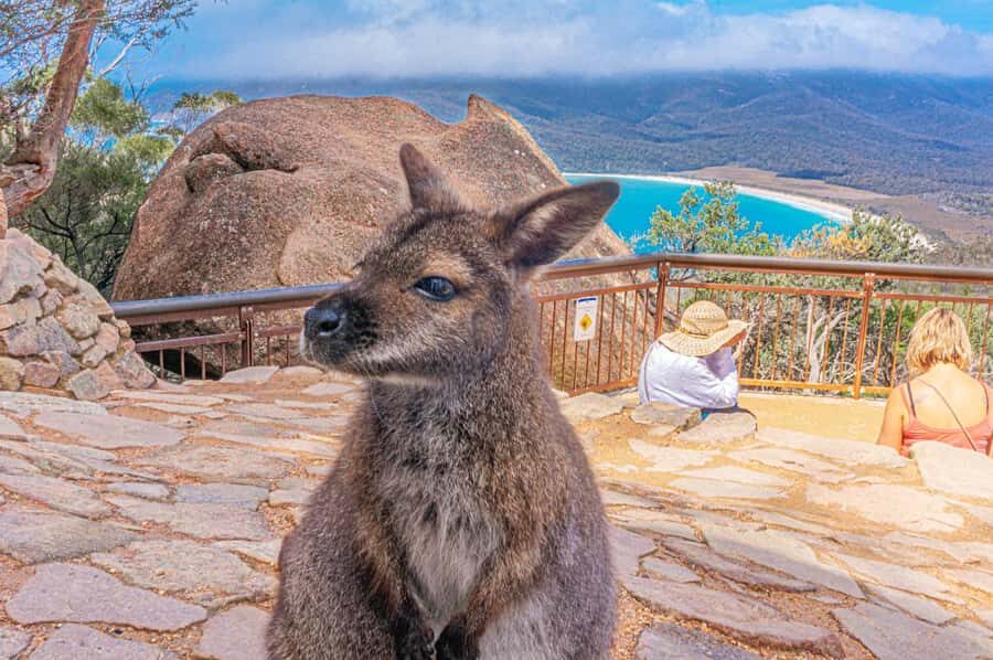 Hobart: Wineglass Bay, Freycinet Park, and Richmond Tour - A Hobart day trip built for views, not rushing