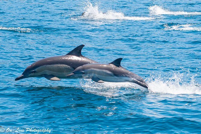Maria Island Cruise and Guided Walk Day Tour with Lunch and Drinks - From Hobart to Maria Island: How the Day Actually Works