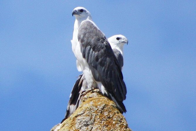Maria Island Cruise and Guided Walk Day Tour with Lunch and Drinks - Wildlife Spotting Strategy: What You Can Expect (and What You Can’t)