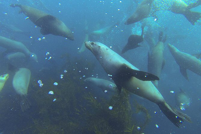 Maria Island Cruise and Guided Walk Day Tour with Lunch and Drinks - Booking Tips That Make the Day Smoother