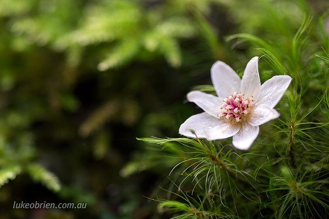 Mt Field and Styx Valley Photography Tour - A photography day that’s planned around real subjects, not just viewpoints