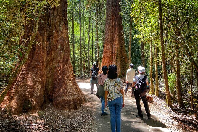 Mt Field National Park and Russell Falls from Hobart - Who this tour suits best (and who should think twice)