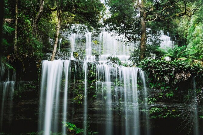 Mt Field National Park and Russell Falls from Hobart - Tall Trees Walk: the canopy effect you can actually feel