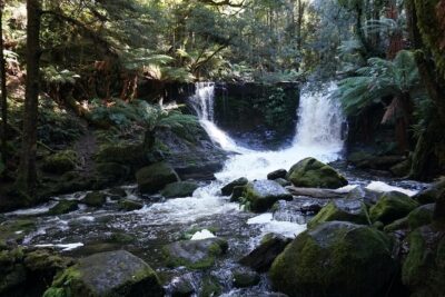 Peaks, Falls & Furry Locals: Mt. Field & the Derwent - What makes the rainforest walk work (and what to do if you’re short on stamina)