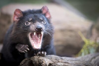 Port Arthur, Richmond and Tassie Devils Active Tour from Hobart - The 7:30 am start: why the timing is part of the value