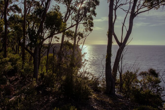 Port Arthur, Richmond and Tassie Devils Active Tour from Hobart - Waterfall Bay Cliff Top Walk: short, easy-rated, still scenic