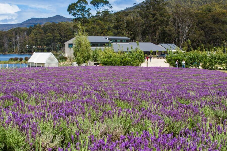 Port Arthur Shuttle and Tasman Sights Tour - Who should book this tour, and who should skip it