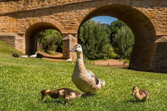 Richmond Historic Afternoon Tour from Hobart - Price and value: is $71.72 a good deal for this afternoon?