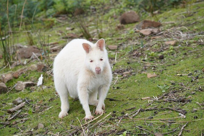 Signature Bruny Island Tour - Hobart & SE Tasmania - A small-group Bruny Island day from Hobart that feels tailored