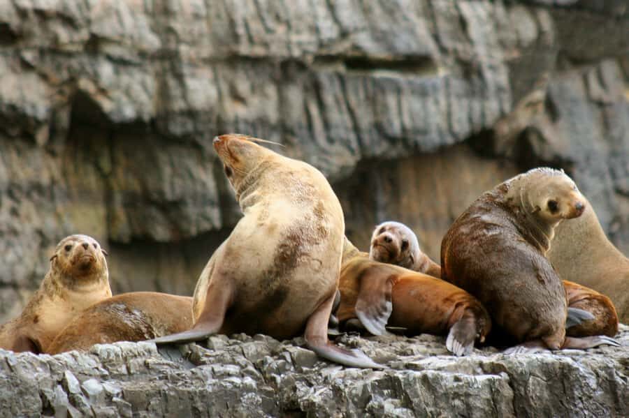 Tasman Peninsula Day Trip with Cruise & Devils from Hobart - Boarding the custom boat: 3 hours of sea cliffs, caves, and wildlife