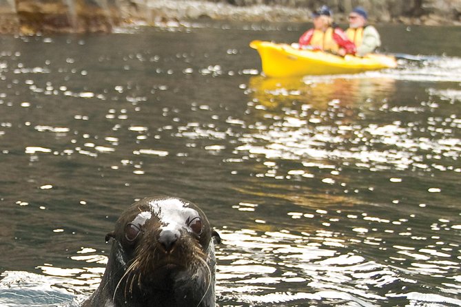 Tasman Peninsula full day kayaking tour - Key highlights worth getting excited about