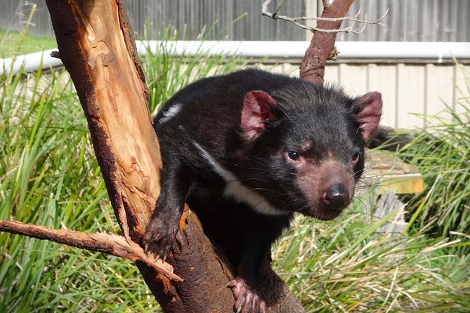 Tasmania 5 Day East Coast Tour - Price and Value: What $1,574.35 Buys You Here