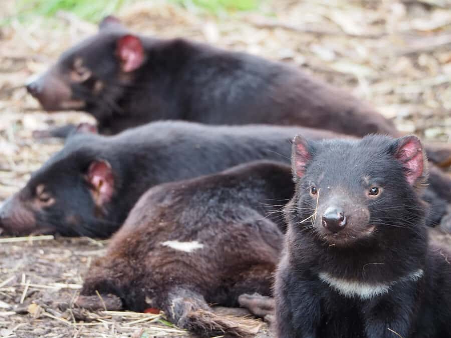 Tasmania: 6-Day Comfort Tour for Wilderness and Wildlife - What I’d pack (and why)