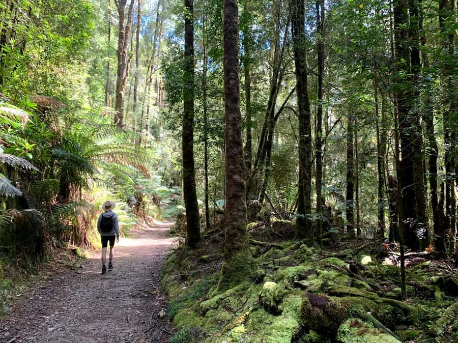 Tasmania: 7-Day West to East Tour - Price and Value: What $973 Covers and How to Judge It Fairly