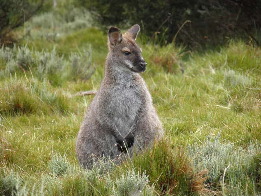 Tasmania: Wilderness and Wildlife Guided 6-Day Tour - Walking levels and gear: how to stay comfortable